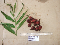thumbnail image of current specimen