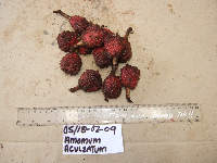 thumbnail image of current specimen
