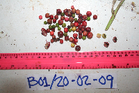 Cordyline fruticosa image