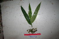 Meistera aculeata image