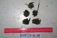 Molineria capitulata image