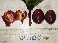 Terminalia kaernbachii image