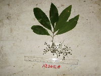 Conandrium polyanthum image