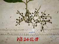 Conandrium polyanthum image