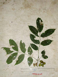 Millettia pinnata image