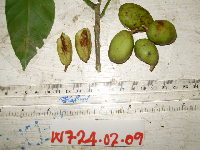 Millettia pinnata image