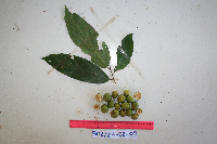 Microcos argentata image