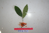 Goniothalamus imbricatus image