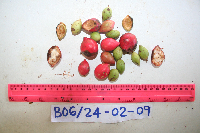 Ixora novoguineensis image