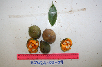 Thumbnail image of current specimen