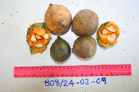 Thumbnail image of current specimen