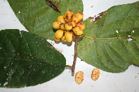 Uvaria musaria image