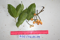 Gnetum latifolium image