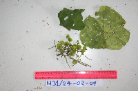 Macaranga bifoveata image