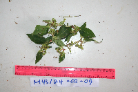 Euphorbia heterophylla image