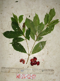 Image Associated With the Occurence