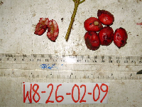 Terminalia complanata image