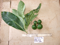 Voacanga grandifolia image