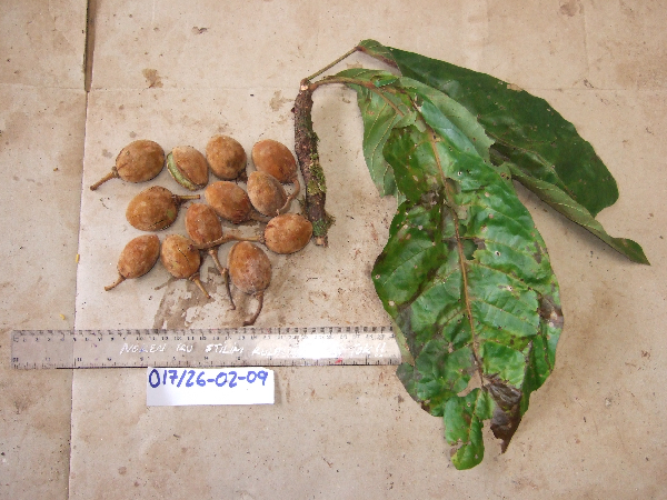 Elaeocarpus amabilis image