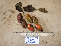 Gnetum latifolium image