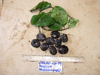 Thumbnail image of current specimen