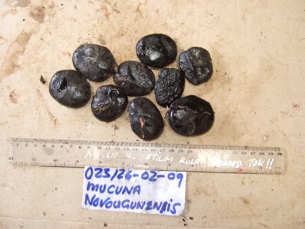 Mucuna image