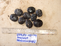 Thumbnail image of current specimen