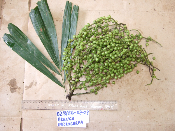 Arenga microcarpa image