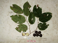 Gigasiphon schlechteri image