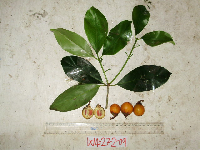 Ternstroemia cherryi image