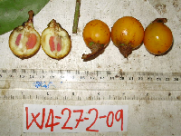 Ternstroemia cherryi image