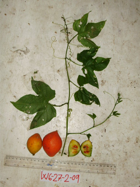 Diplocyclos palmatus image