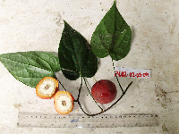 Chlaenandra ovata image