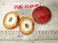 Chlaenandra ovata image