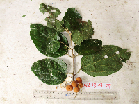 Gmelina moluccana image
