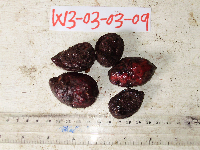 Terminalia complanata image