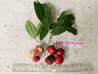 Cryptocarya laevigata image