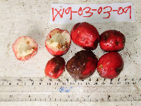 Cryptocarya laevigata image