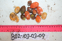 Microcos grandiflora image