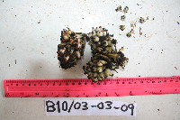 Molineria capitulata image