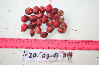 Terminalia complanata image