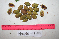 Millettia pinnata image