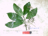 Conandrium polyanthum image