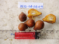 Microcos argentata image
