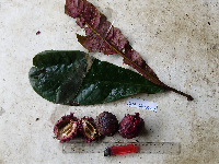 Terminalia kaernbachii image