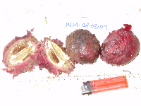 Terminalia kaernbachii image