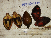 Gnetum latifolium image