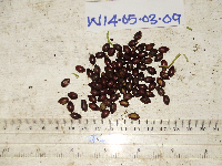 Hydriastele costata image