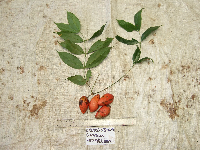 Gnetum latifolium image