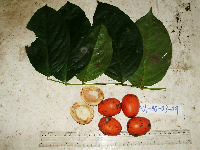 Gonocaryum litorale image